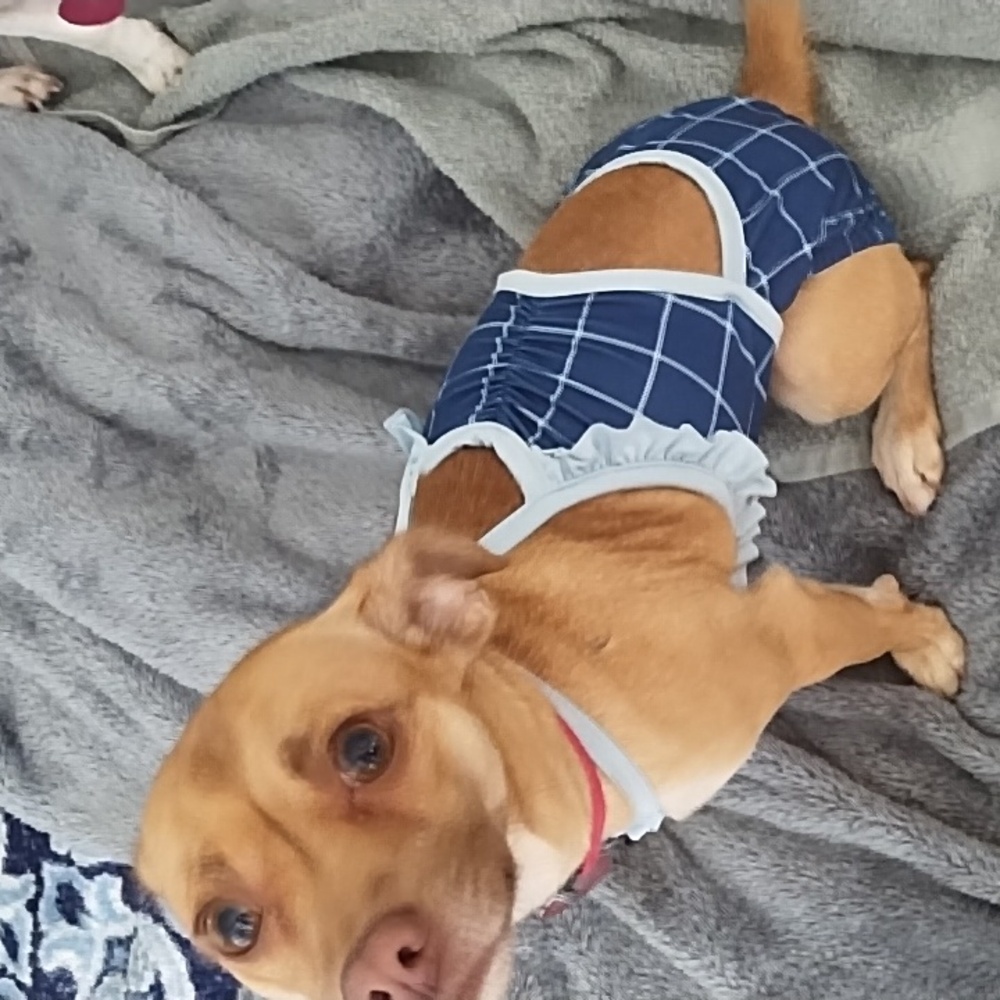 Dog bathing suit